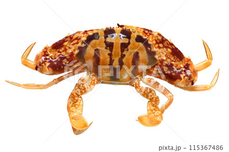 Top view of orange Zebra crab or orange swimming crab isolated on white. 115367486
