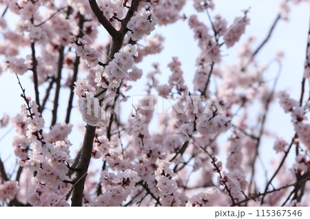 杏子の花 杏子の花 115367546