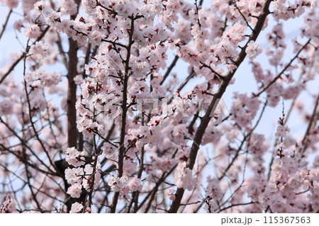 杏子の花 115367563