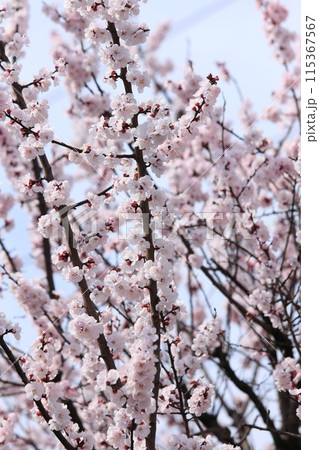 杏子の花 115367567
