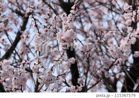 杏子の花 杏子の花 115367579