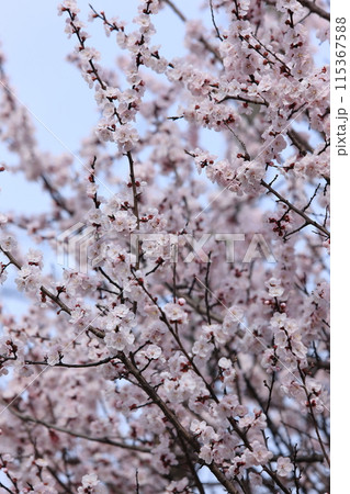 杏子の花 115367588