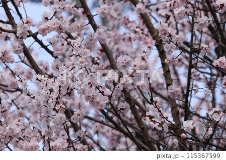 杏子の花 杏子の花 115367599