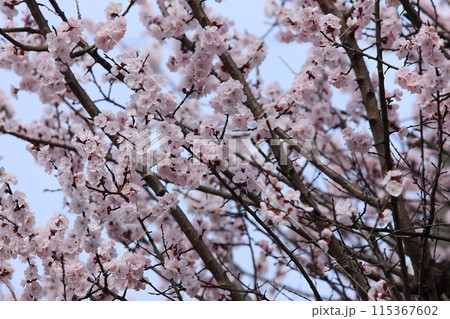 杏子の花 115367602