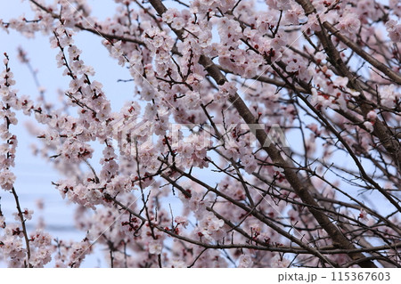 杏子の花 115367603