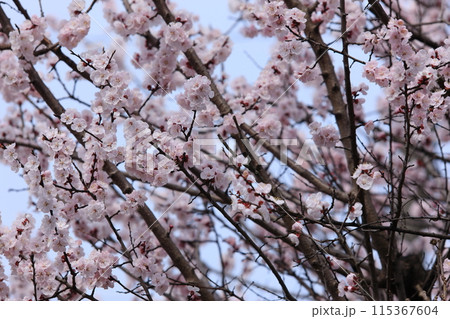 杏子の花 杏子の花 115367604