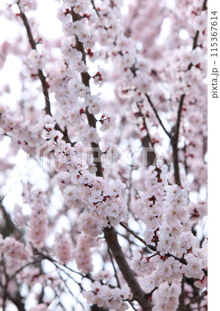 杏子の花 115367614