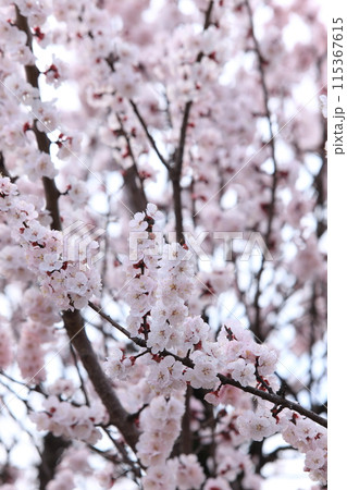 杏子の花 杏子の花 115367615