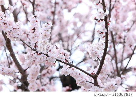 杏子の花 115367617