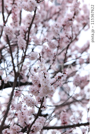 杏子の花 杏子の花 115367622
