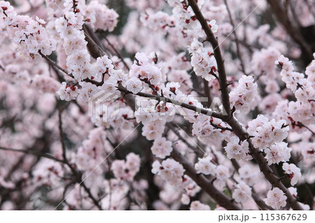杏子の花 115367629