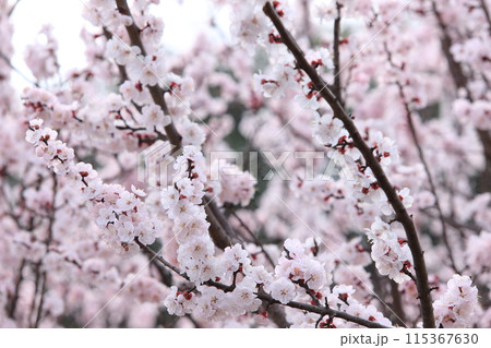 杏子の花 115367630