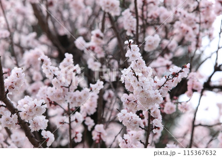 杏子の花 115367632