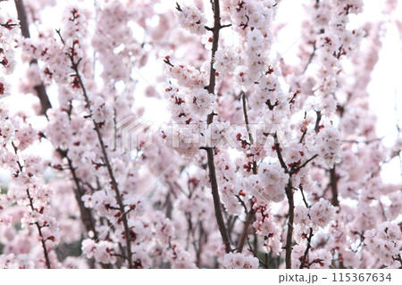 杏子の花 杏子の花 115367634
