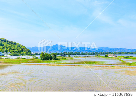 初夏の青海地区の棚田　青海島　山口県長門市 115367659