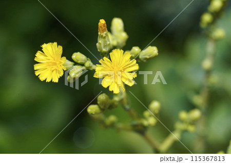 ロメインレタスの花 115367813