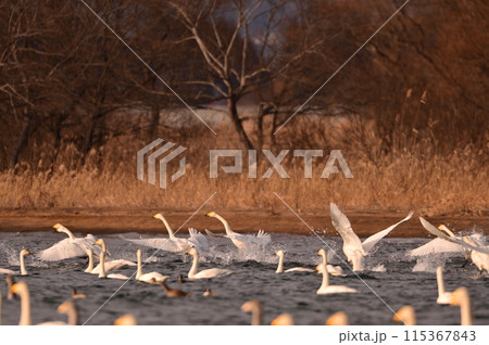 猪苗代湖の白鳥 猪苗代湖の白鳥 115367843