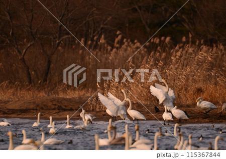 猪苗代湖の白鳥 猪苗代湖の白鳥 115367844