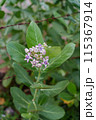 タイの花「ラック」（ドークラック） 115367914