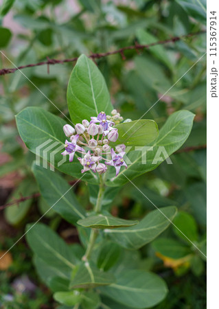 タイの花「ラック」（ドークラック） 115367914