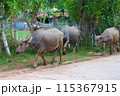 タイの田舎道を歩く水牛（イサーン地方） 115367915