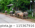 タイの田舎道を歩く水牛（イサーン地方） 115367916