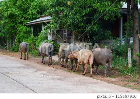 タイの田舎道を歩く水牛（イサーン地方） 115367916