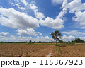 タイの田舎と青空（イサーン地方の畑） 115367923