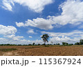 タイの田舎と青空（イサーン地方の畑） 115367924