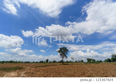 タイの田舎と青空（イサーン地方の畑） 115367924