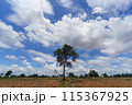 タイの田舎と青空（イサーン地方の畑） 115367925
