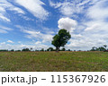 タイの田舎と青空（イサーン地方の畑） 115367926