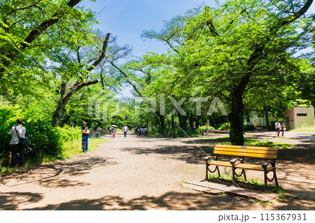 吉祥寺 新緑の井の頭公園 吉祥寺 新緑の井の頭公園 115367931