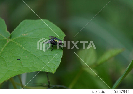 葉にとまるハエ 115367946