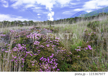 ミヤマキリシマと噴煙 115367977