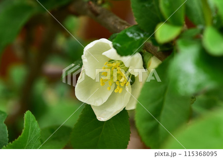 ひっそりと咲くボケ 115368095