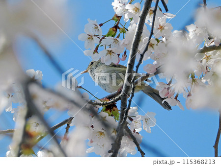 北海道の遅い春の景色 満開の桜の枝に止まる鶯 鶯色と白とピンクの対比 北海道の遅い春の景色 満開の桜の枝に止まる鶯 鶯色と白とピンクの対比 115368213