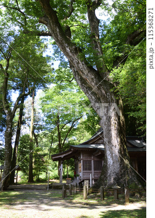 下野八幡宮・大ケヤキ 115368271