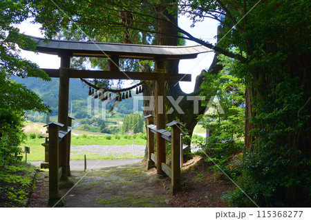 下野八幡宮鳥居・逆杉 115368277