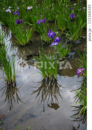 東京都しょうぶ沼公園ハナショウブ 東京都しょうぶ沼公園ハナショウブ 115368385
