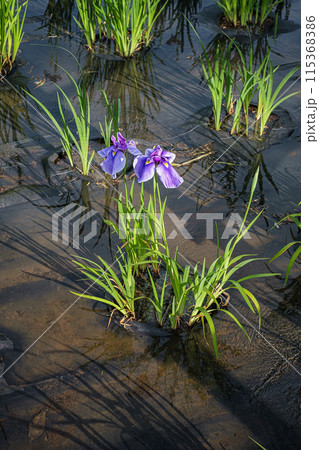 東京都しょうぶ沼公園ハナショウブ 東京都しょうぶ沼公園ハナショウブ 115368386