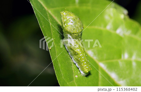 森の中でナガサキアゲハの終齢脱皮する4齢幼虫(自然光&ストロボ・マクロレンズ接写) 森の中でナガサキアゲハの終齢脱皮する4齢幼虫(自然光&ストロボ・マクロレンズ接写) 115368402