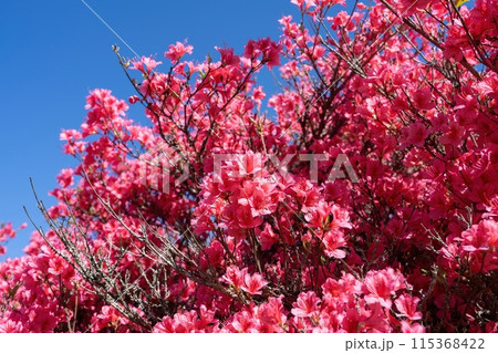青空バックに見上げる鮮やかなピンクの満開のツツジ 115368422
