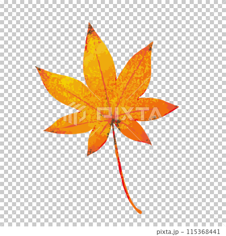 Hand-drawn watercolor illustration of autumn maple leaves / flat vector material isolated on white background Hand-drawn watercolor illustration of autumn maple leaves / flat vector material isolated on white background 115368441