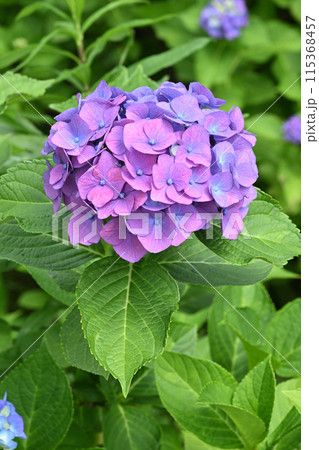 ハルナ・アジサイ ハルナ・アジサイ 115368457