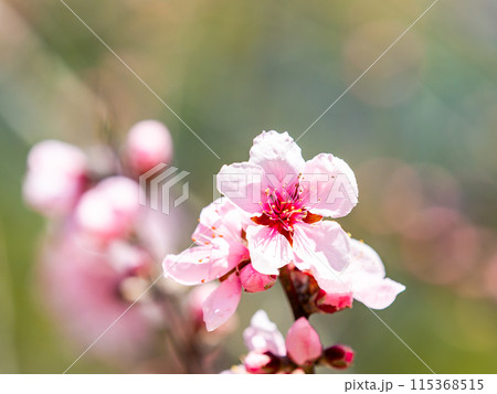 春らんまん 満開のアーモンドの花 春らんまん 満開のアーモンドの花 115368515