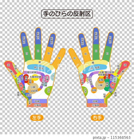 手のひらの反射区・手のつぼ 図解イラストのイラスト素材 [115368563