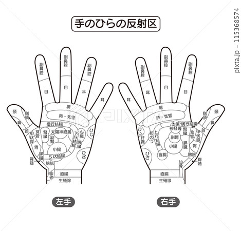 手のひらの反射区・手のつぼ 図解イラスト(モノクロ) 手のひらの反射区・手のつぼ 図解イラスト(モノクロ) 115368574