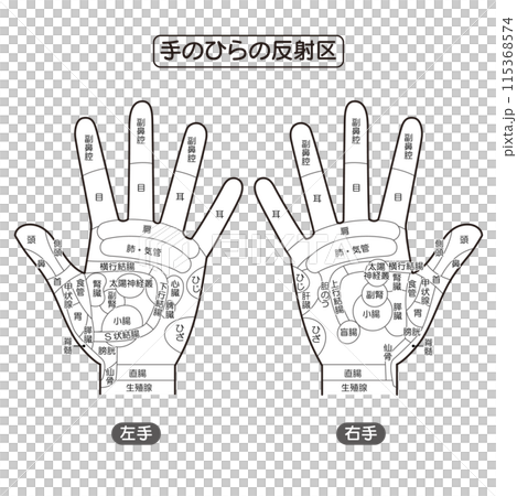 手のひらの反射区・手のつぼ 図解イラスト(モノクロ) 手のひらの反射区・手のつぼ 図解イラスト(モノクロ) 115368574
