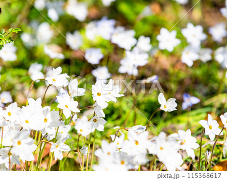 春の花壇　満開のかわいい白い小花 115368617